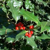 Common Holly (Ilex Aquifolium)