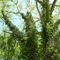 English ivy (Hedera helix)