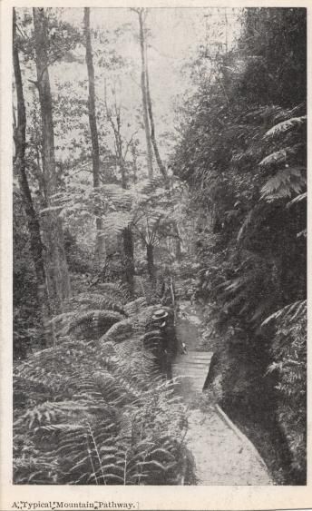 The Cathedral of Ferns