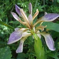 Stinking Iris (Iris foetidissima)