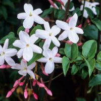 White Jasmine (Jasminum polyanthum)