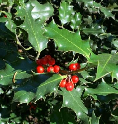 Common Holly (Ilex Aquifolium)