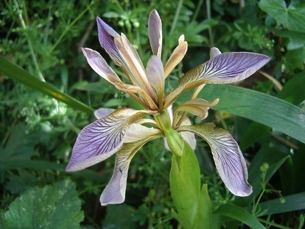 STINKING IRIS (Iris foetidissima)