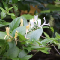 Japanese Honeysuckle (Lonicera japonica)