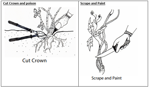 Blackberry (Rubus fruticosus agg spp)