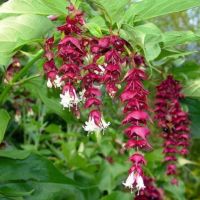 Himalayan Honeysuckle (Leycesteria formosa)