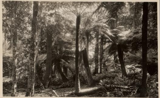 The Cathedral of Ferns