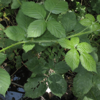 Blackberry (Rubus fruticosus agg spp)   